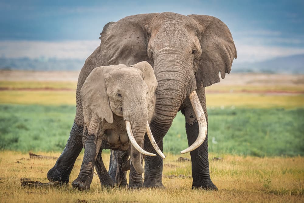 Gentle Giants of Africa by Jeffrey C. Sink — canvas wall art