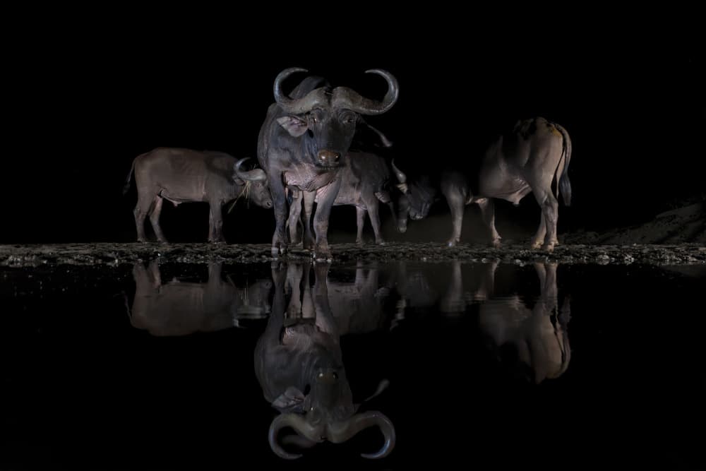 African Buffalo Night Reflection by Jun Zuo — canvas wall art