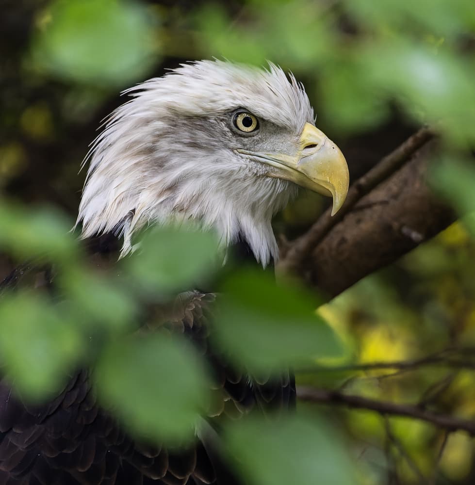 Watchful Forest Eagle by Ozan AKTAS — canvas wall art