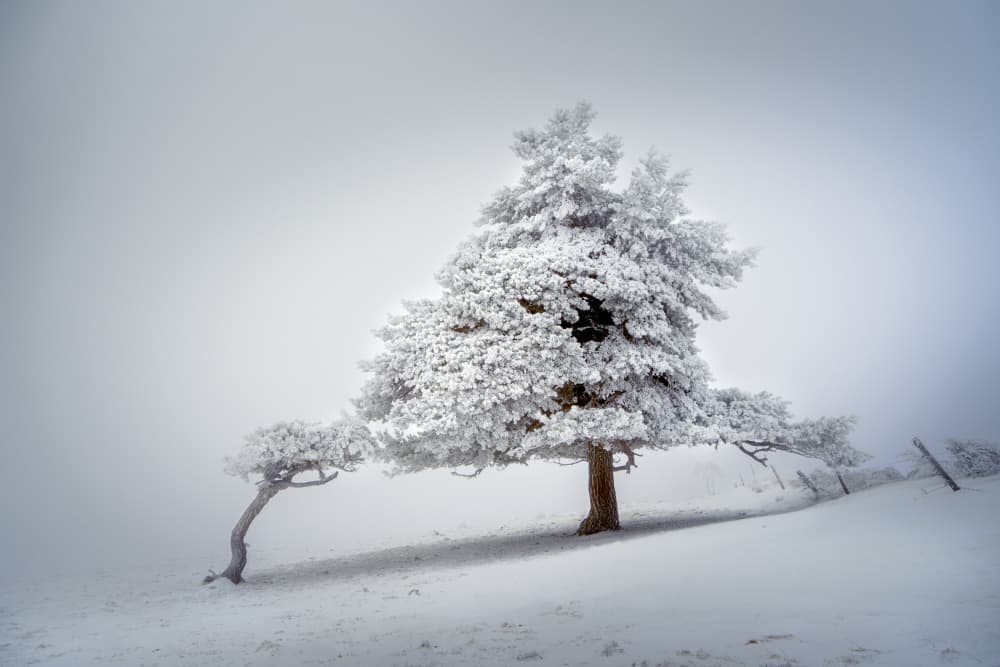 Frosted Winter Trees by Elisabeth van Helden — canvas wall art