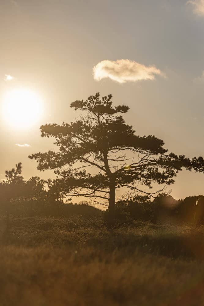 Tree In the Dunes 1 by Mareike Böhmer — canvas wall art