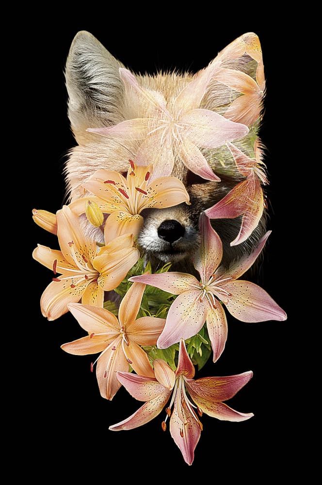Dreamy Floral Fox by Robert Farkas — canvas wall art