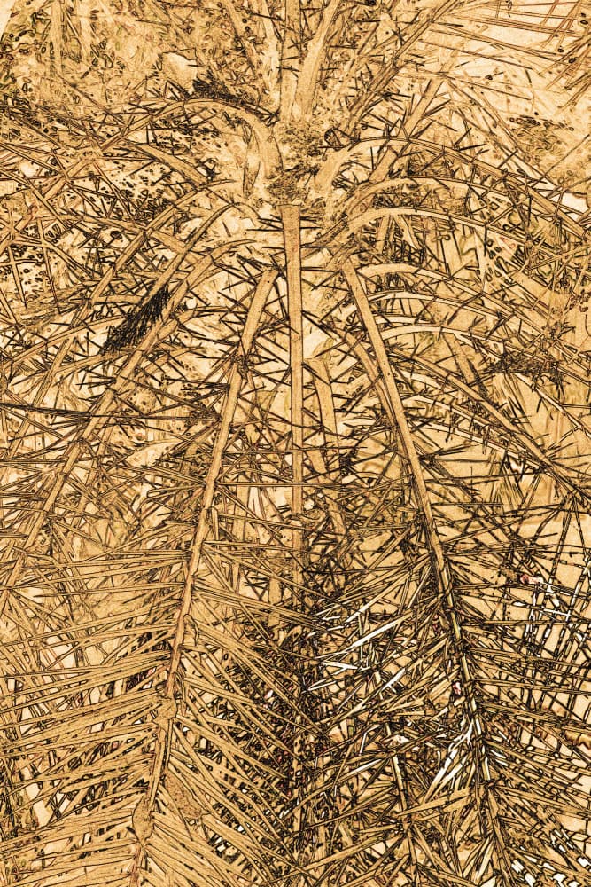 Abstract Palm Fronds by Santhosh ch — canvas wall art