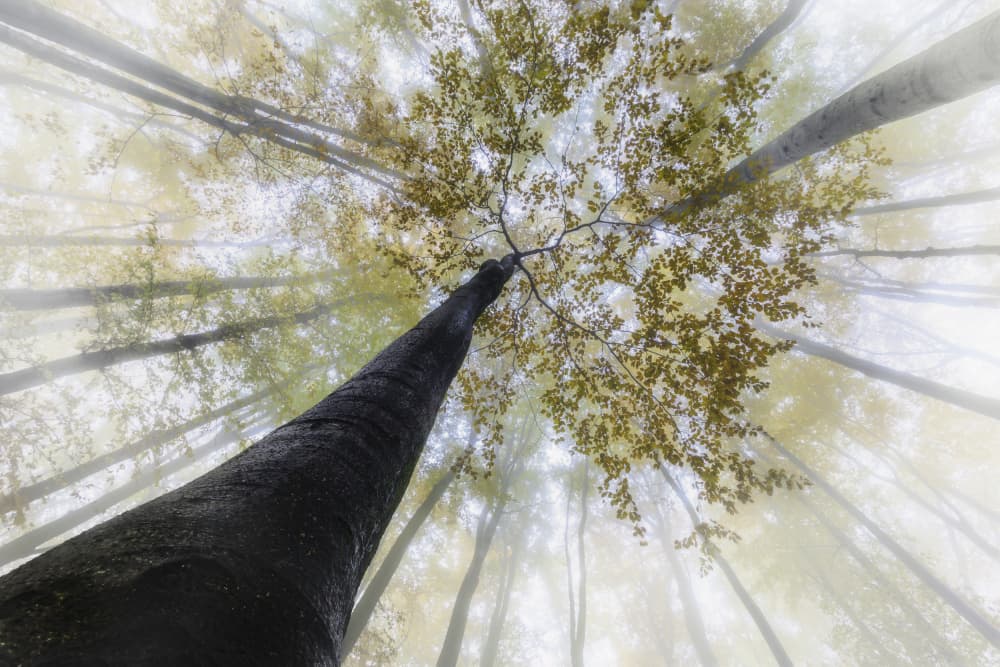 Misty Forest Canopy by Tom Pavlasek — canvas wall art