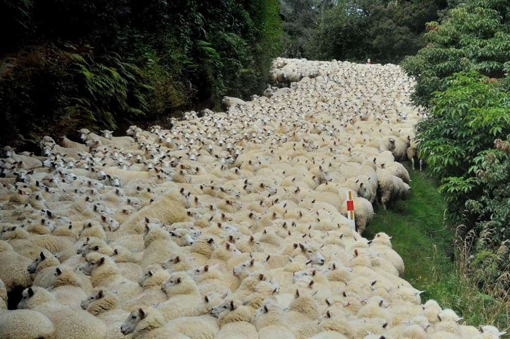 Country Road Flock by Yair Tzur — canvas wall art
