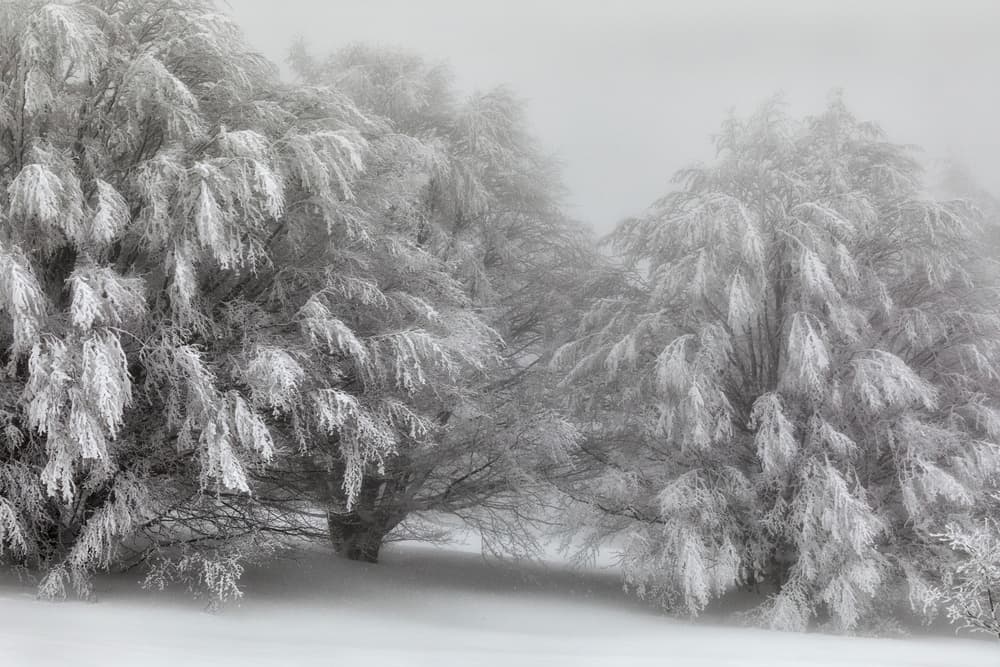 Frosted Winter Trees by Paolo Bolla — canvas wall art