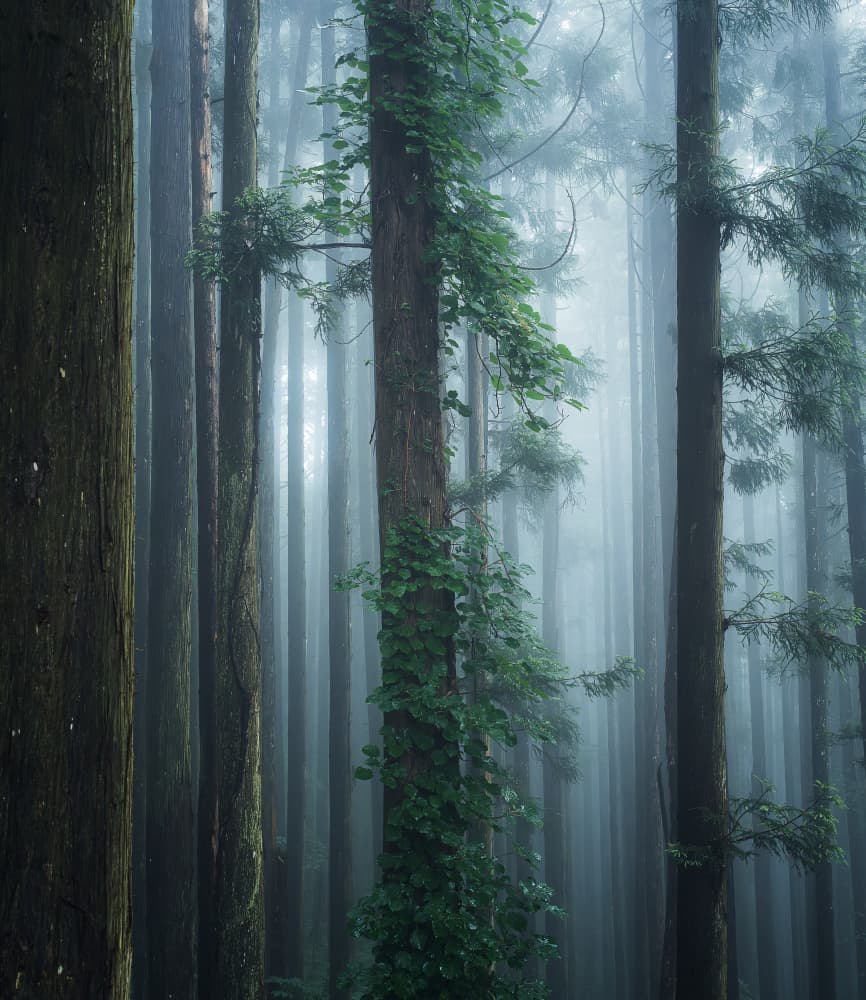 Misty Forest Depths by Satoshi Hatsumori — canvas wall art