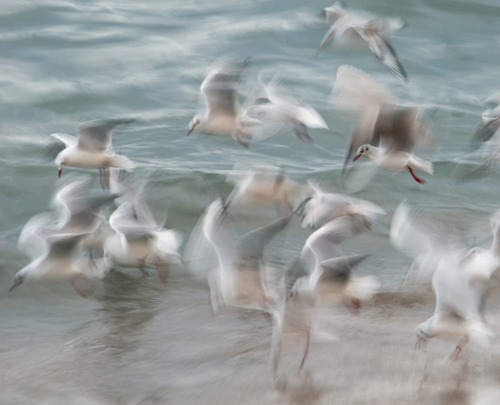 Abstract Seagulls Flying by Claes Thorberntsson — canvas wall art