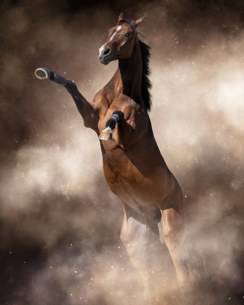 Rearing Horse in Dust by Ulrike Leinemann — canvas wall art