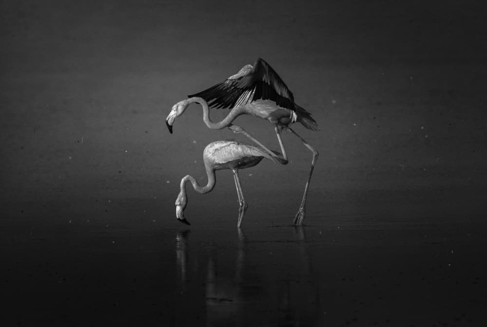 Flamingos In Dark Water by Larry Deng APA — canvas wall art