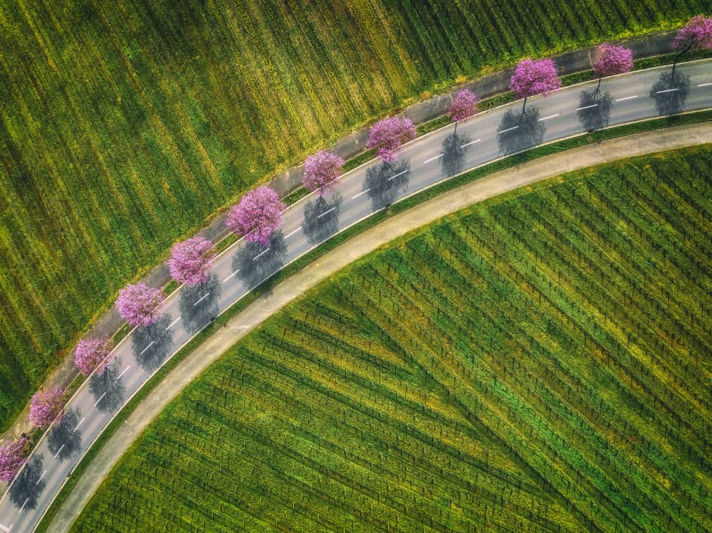 Pink Trees Countryside Road by Guy Krier — canvas wall art