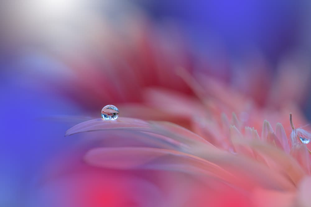 Pink Petal Dewdrop by Juliana Nan — canvas wall art