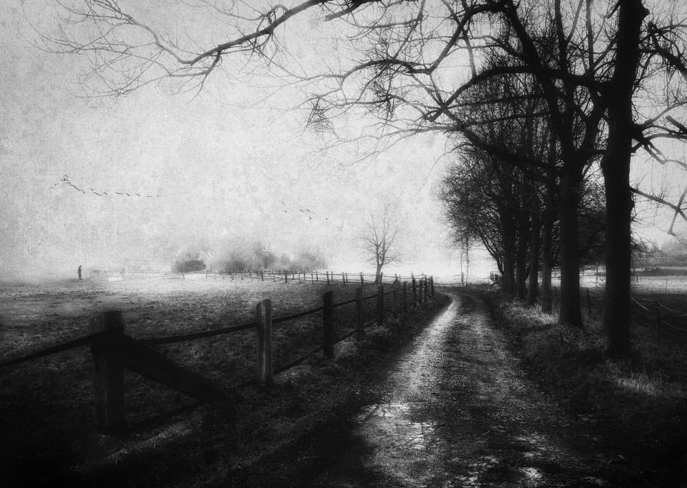 Misty Country Path by Adam Dauria ☂ — canvas wall art