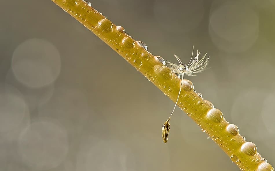 Dandelion Seed Morning Dew by Maryam Zahirimehr — canvas wall art