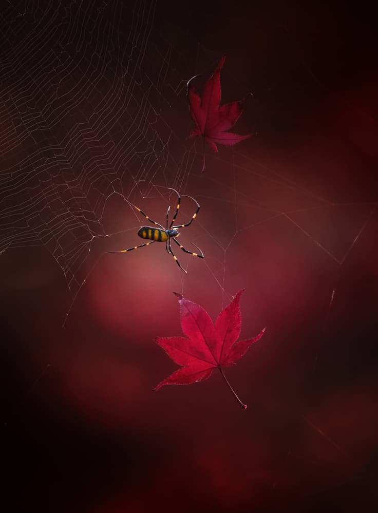 Golden Spider and Red Leaves by Takashi Suzuki — canvas wall art