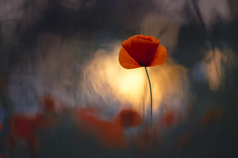 Glowing Red Poppy by Sebastien Blomme — canvas wall art