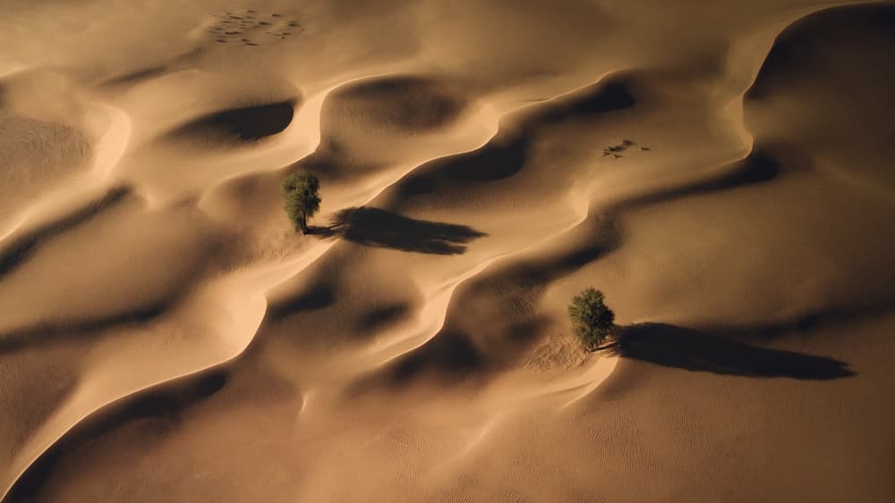 Golden Dunes and Trees by Majid Behzad — canvas wall art