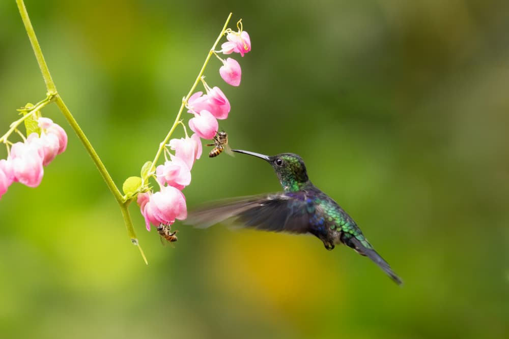 Vibrant Hummingbird Flight by Bill Lu — canvas wall art