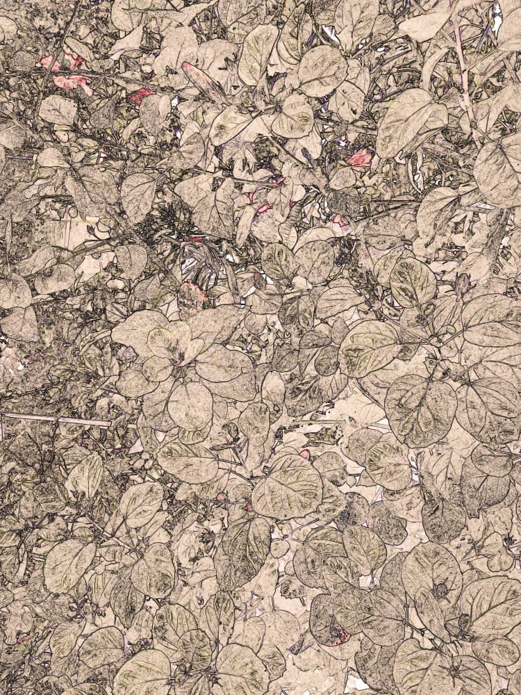 Organic Foliage Sketch by Santhosh ch — canvas wall art