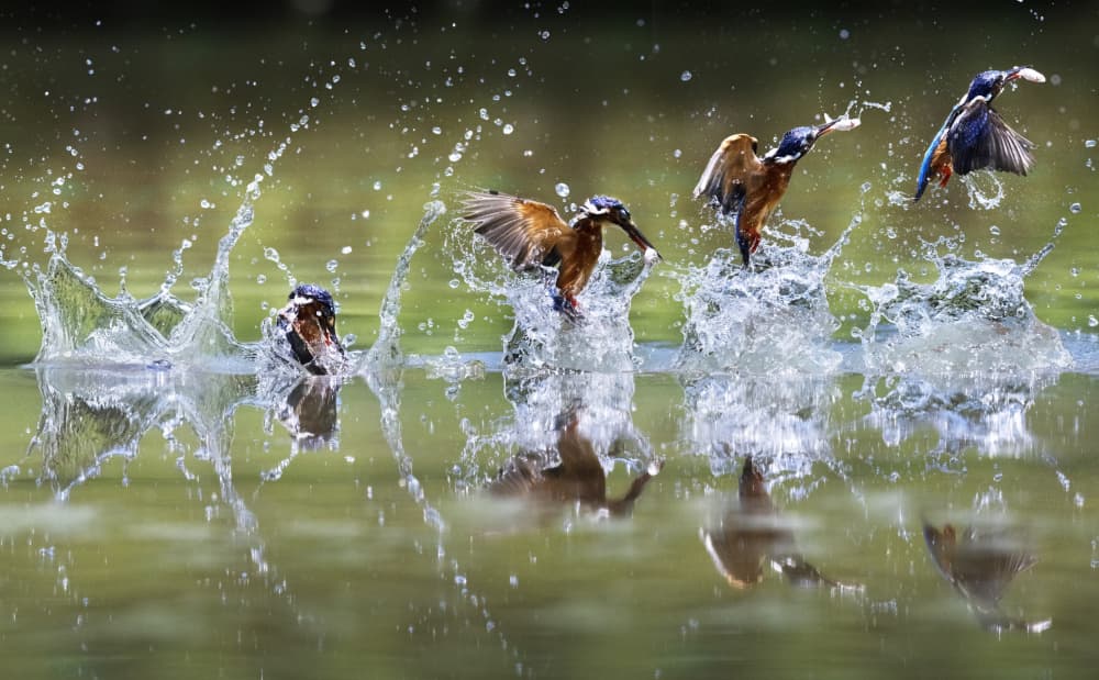Fishing Kingfisher Splash by E.L The — canvas wall art
