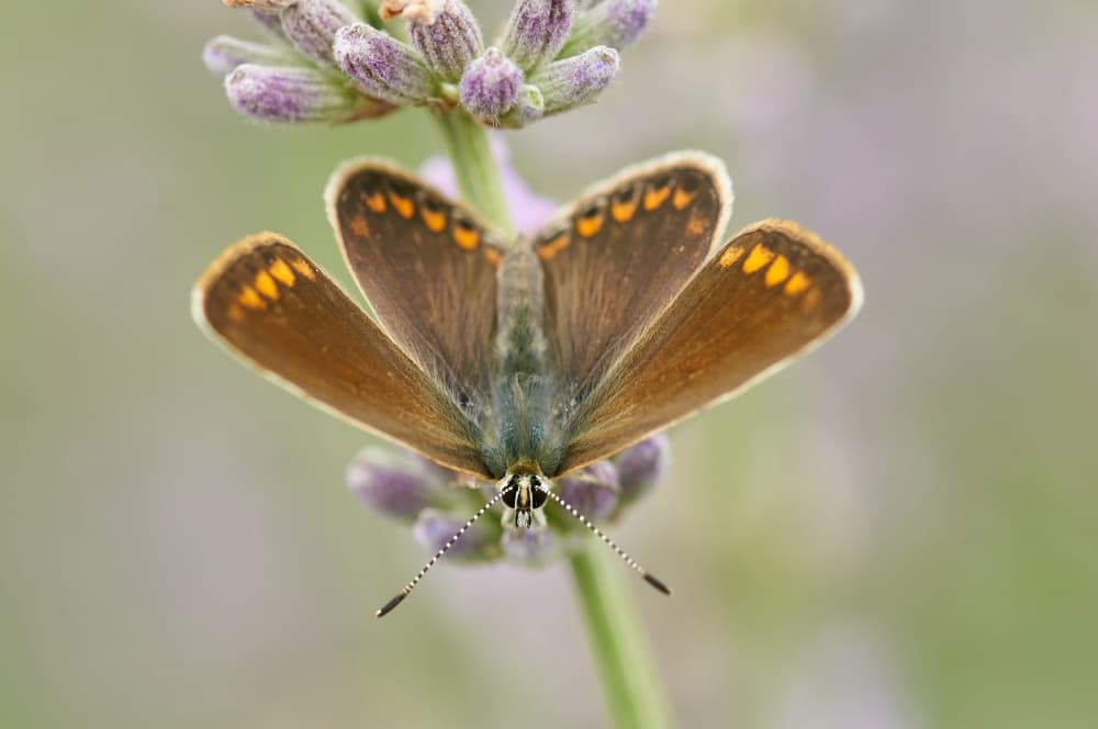 Brown Butterfly on Lavender by Luc Baekelandt — canvas wall art