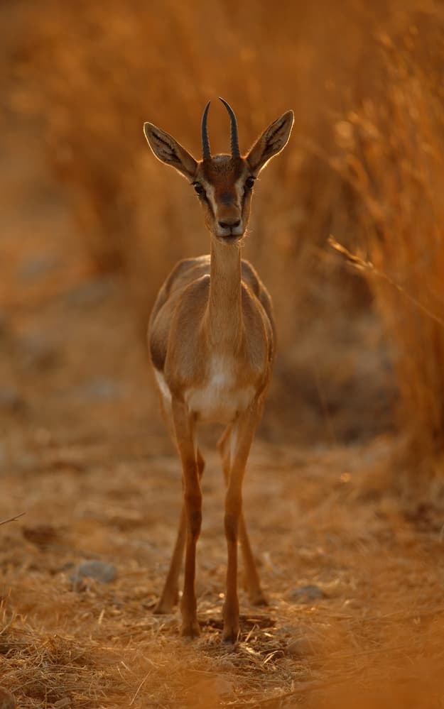 Graceful Desert Gazelle by Assaf Gavra — canvas wall art