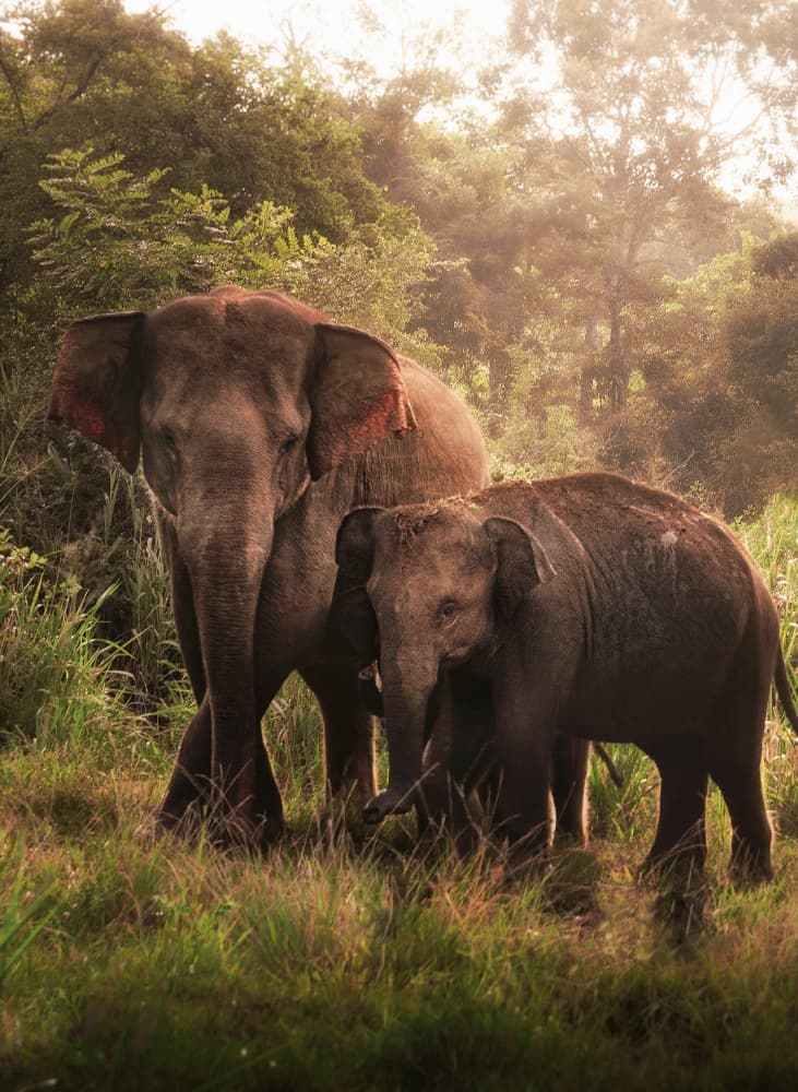 Misty Jungle Elephants by Susnata Majumder — canvas wall art