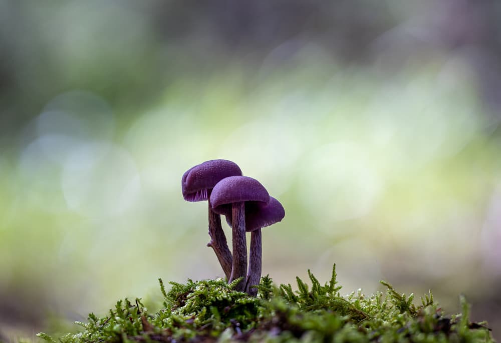 Purple Forest Fungi by Sergio Barboni — canvas wall art