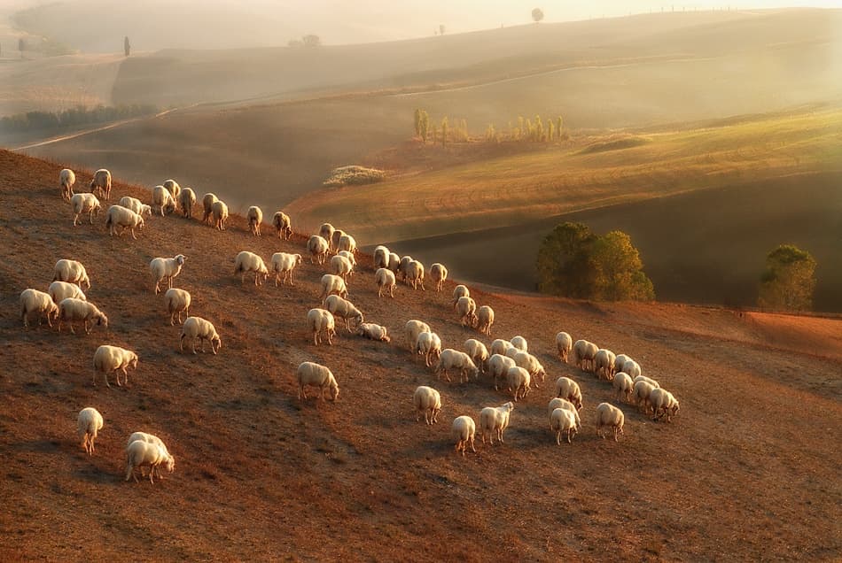 Golden Hour Sheep Hills by Jarek Pawlak — canvas wall art