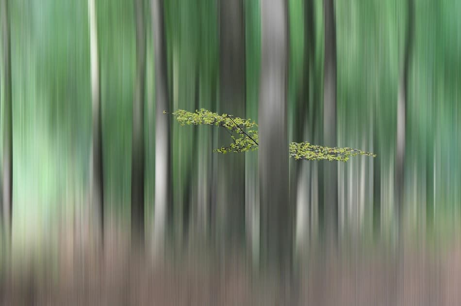 Green Forest Motion by Huib Limberg — canvas wall art