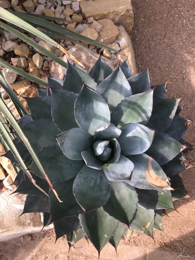 Green Desert Succulent by Annika John — canvas wall art