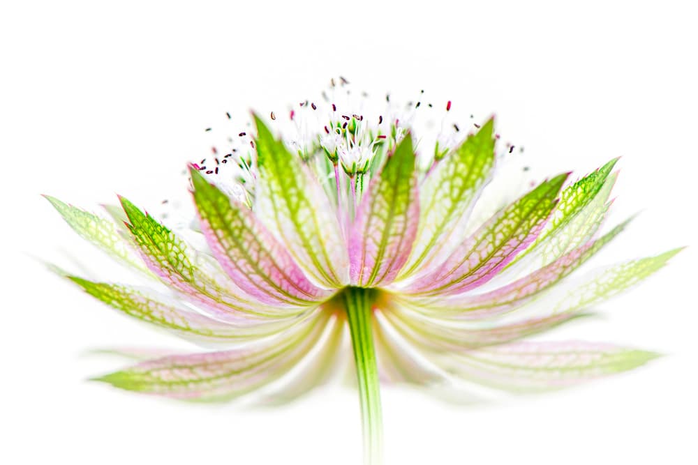 Delicate Pink Bloom by Jacky Parker — canvas wall art