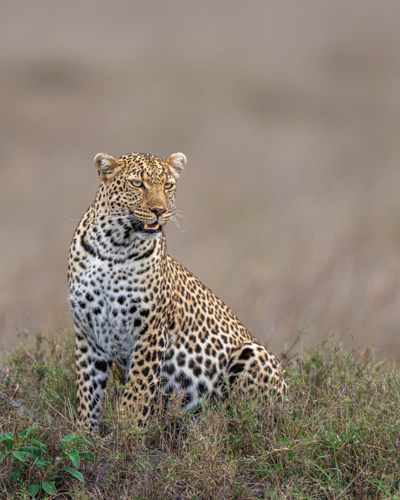 Regal Safari Leopard by Yogesh Bhatia — canvas wall art