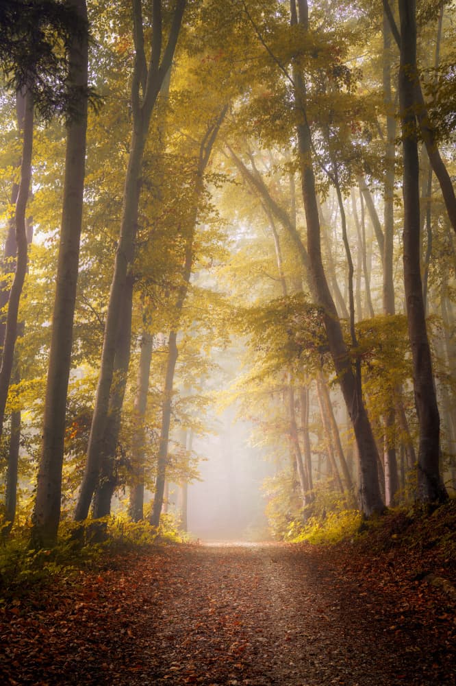 Golden Foggy Forest Path by Norbert Maier — canvas wall art