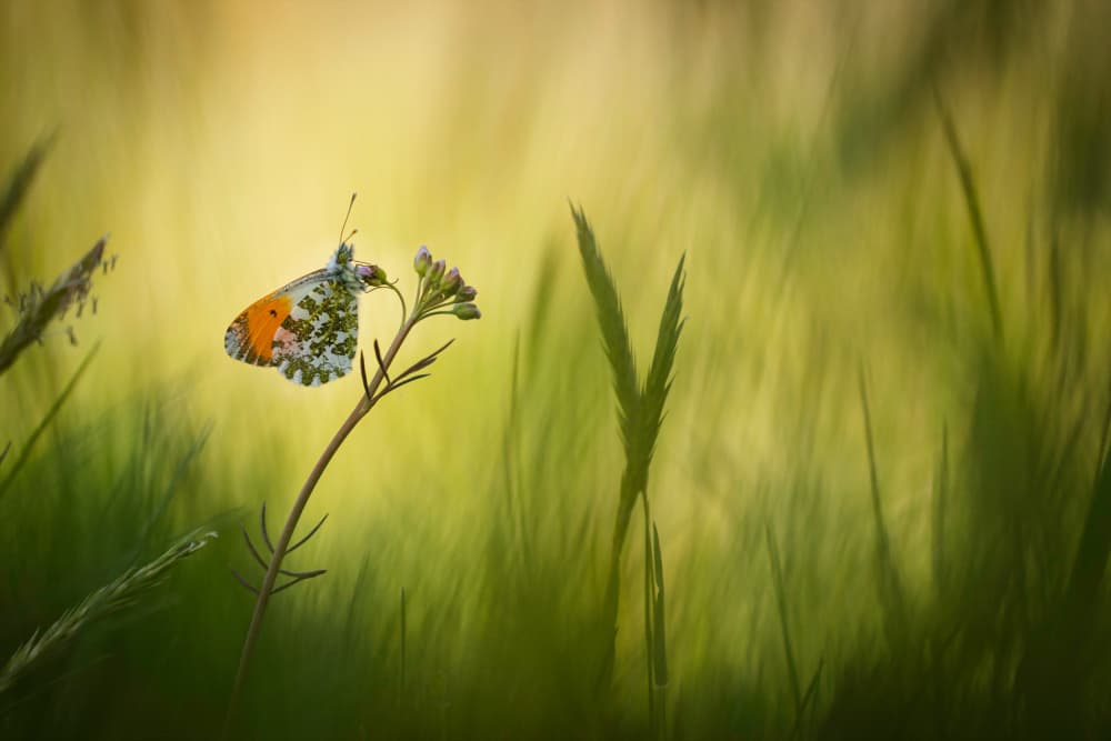 Orange Butterfly Golden Light by Daan de Vos — canvas wall art