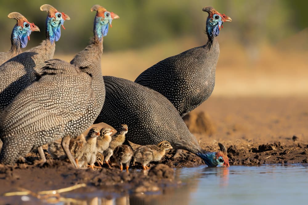 Guineafowl Family Drinks by Jun Zuo — canvas wall art