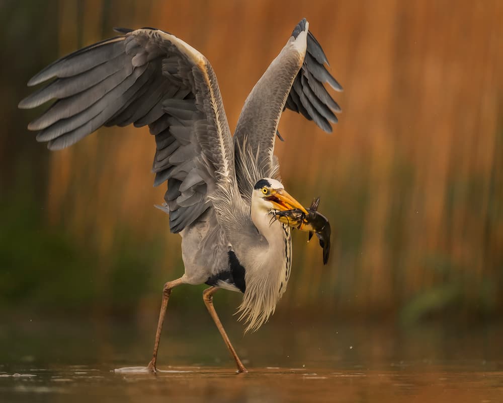 Grey Heron Catches Crab by Annie Poreider — canvas wall art