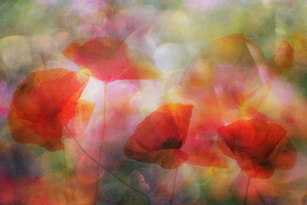 Dreamy Red Poppies by Hilda van der Lee — canvas wall art