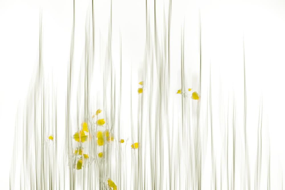 Soft Yellow Abstract by Charles Lai — canvas wall art