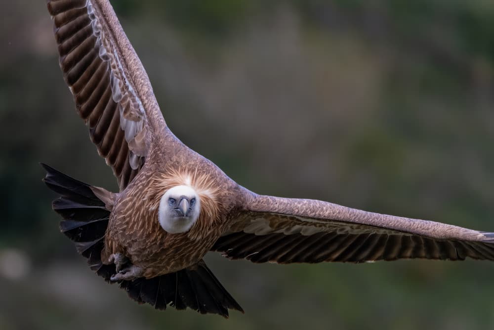Flying Griffon Vulture by Shmulik Weiss — canvas wall art