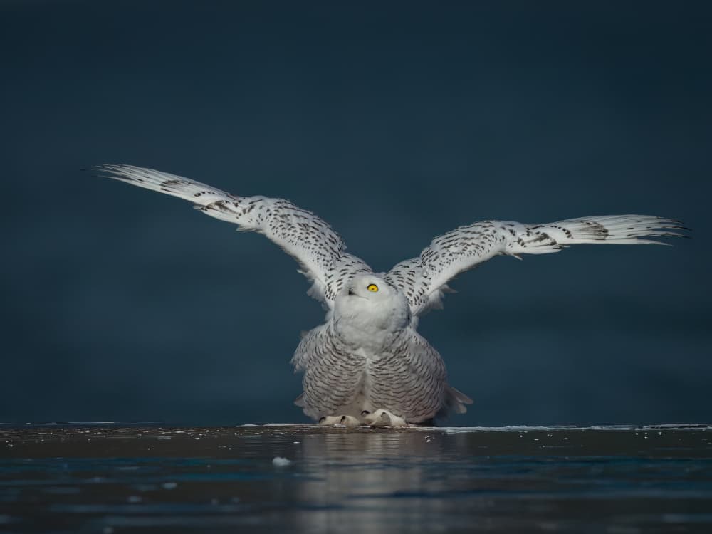 Snowy Owl Taking Flight by Robert Zhang — canvas wall art