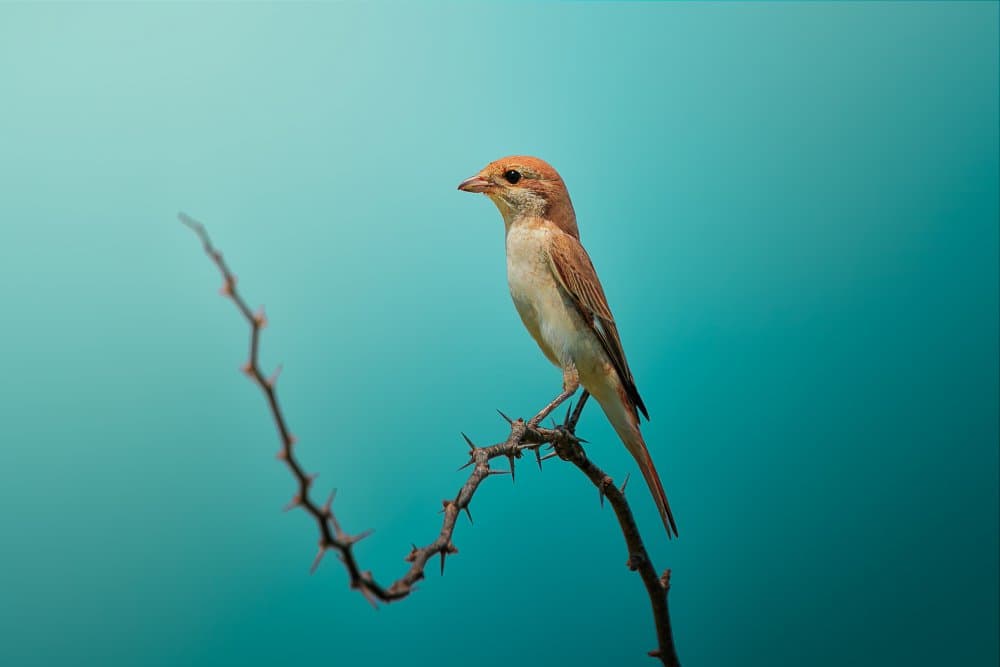 Solitary Bird on Branch by Sina Pezeshki — canvas wall art