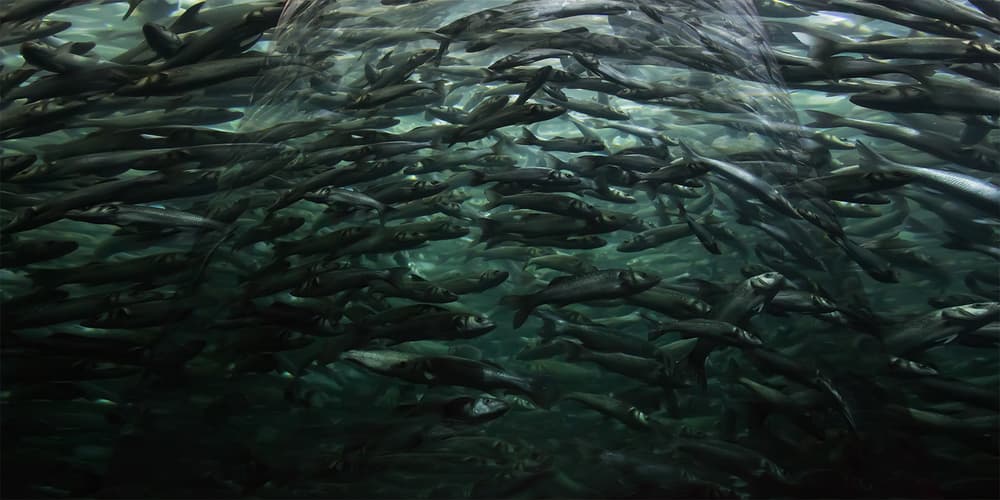 Underwater Fish School by Leif Løndal — canvas wall art