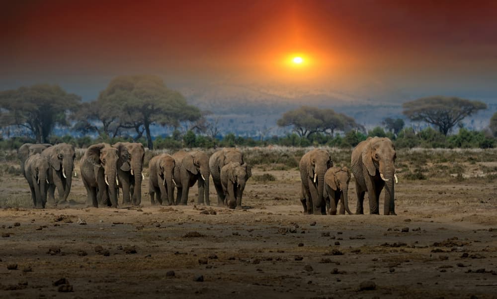 African Elephant Sunset by Jiahong Zeng — canvas wall art