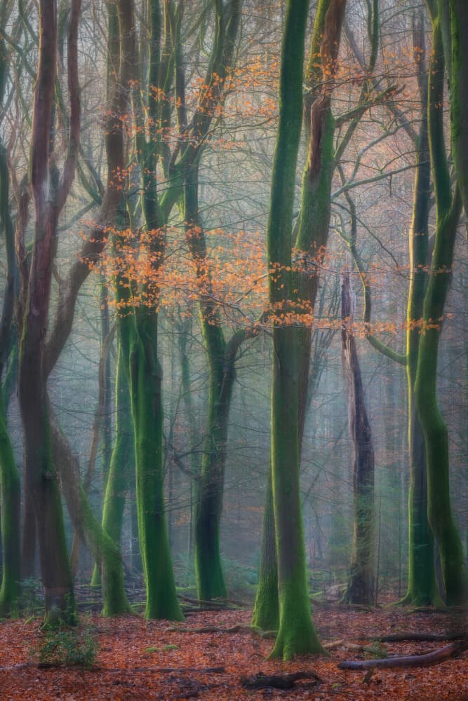 Misty Green Forest by Marc van Oostrum — canvas wall art