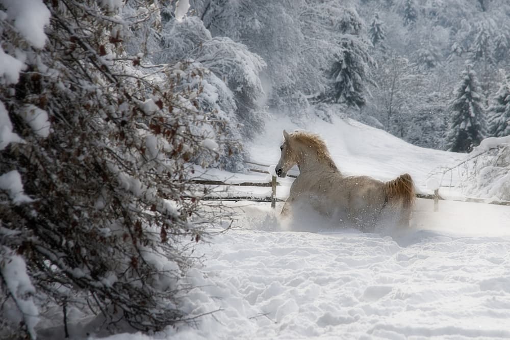Winter Horse Play by Milan Malovrh — canvas wall art