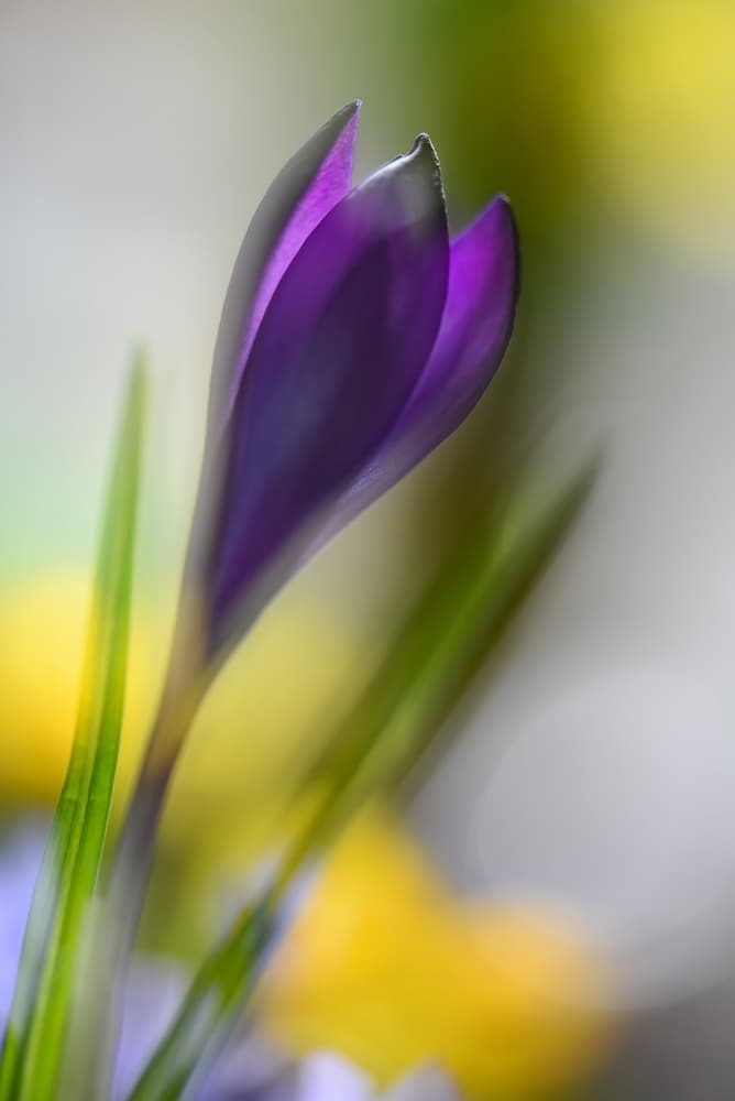 Vibrant Purple Crocus by Heidi Westum — canvas wall art