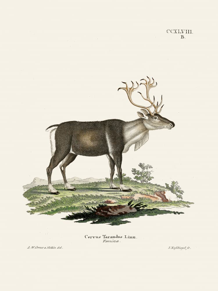 Reindeer By Johann Andreas Wagener and Johann Christian Daniel Von Schreber. by Johann Christian Daniel Von Schreber — canvas wall art