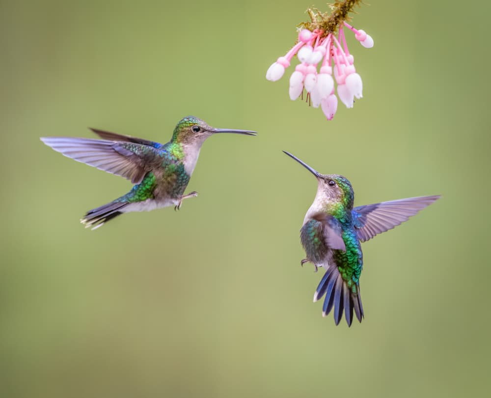 Vibrant Hummingbirds Hover by Eugene Zhu — canvas wall art