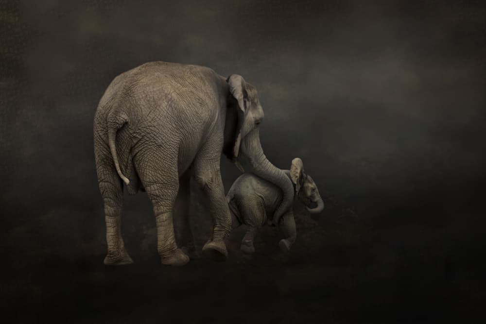 Gentle Elephant Embrace by Krystina Wisniowska — canvas wall art